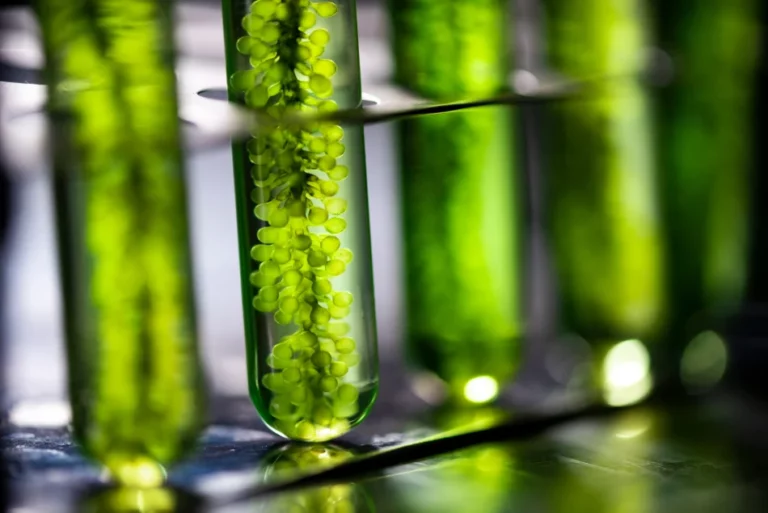 algae fuel